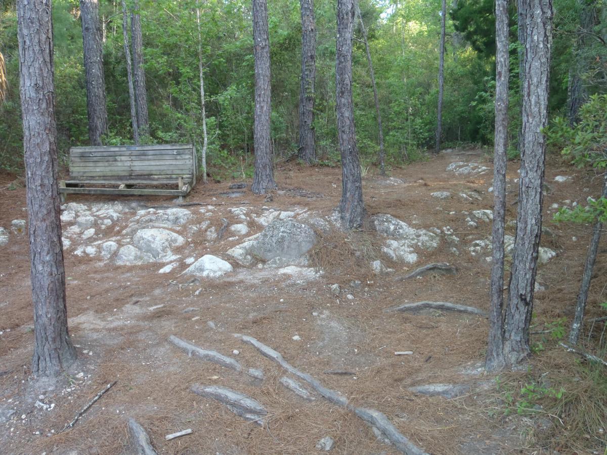 A weathered wooden bench sits on a rocky, pine needle-covered path in a forested area, surrounded by tall trees and dense greenery. Dr Ruth mountain bike trail.