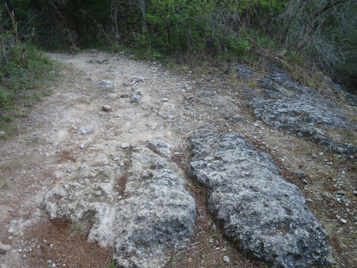 A rocky hiking trail winding through lush greenery, featuring uneven ground with scattered stones and patches of dirt. The path is bordered by dense vegetation on either side, creating a natural outdoor setting. Dr Ruth mountain bike trail.