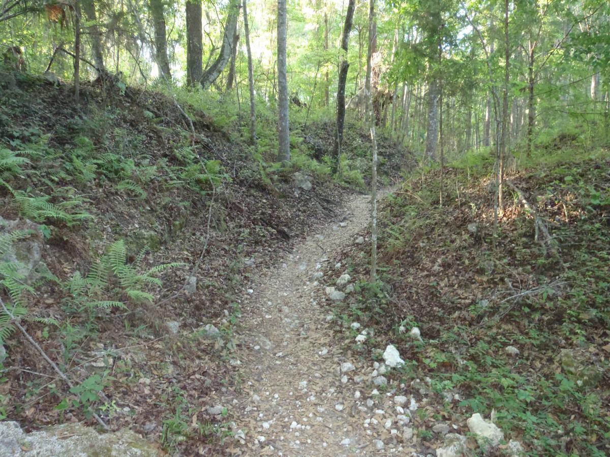 A winding gravel path through a lush green forest, surrounded by ferns and trees. Sunlight filters through the canopy, illuminating the trail and highlighting the natural textures of the foliage and earth. Dr Ruth mountain bike trail.