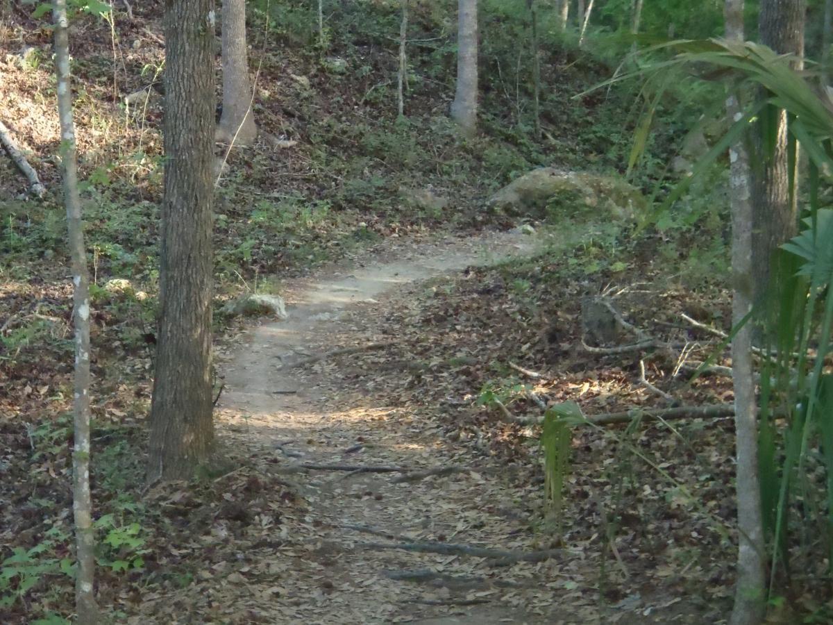 A winding dirt trail through a sunlit forest, surrounded by trees and scattered leaves. The path is flanked by greenery and hints of rocks, suggesting a peaceful, natural outdoor setting. Dr Ruth mountain bike trail.