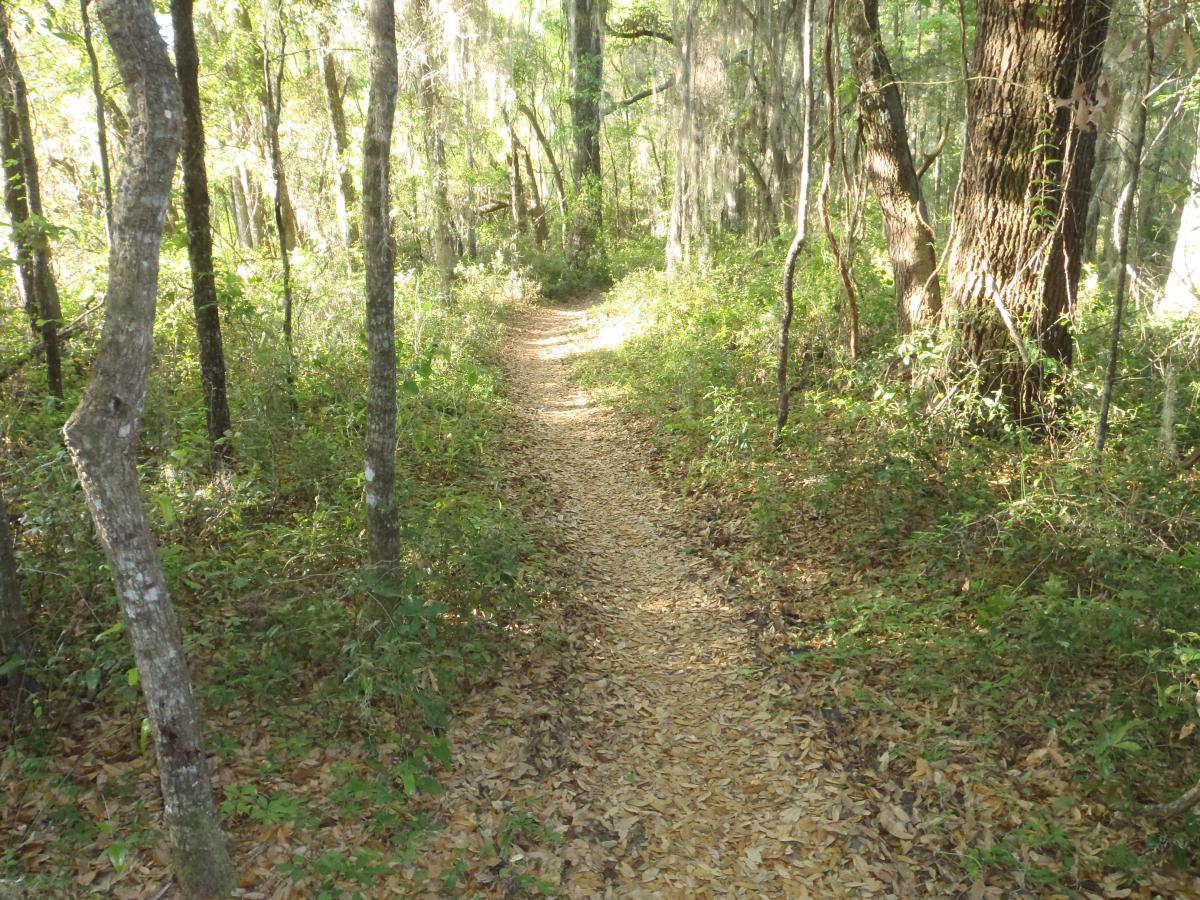 A sunlit path winding through a lush green forest, lined with trees and scattered leaves on the ground. The trail leads into the distance, inviting exploration of the serene natural surroundings. Dr Ruth mountain bike trail.
