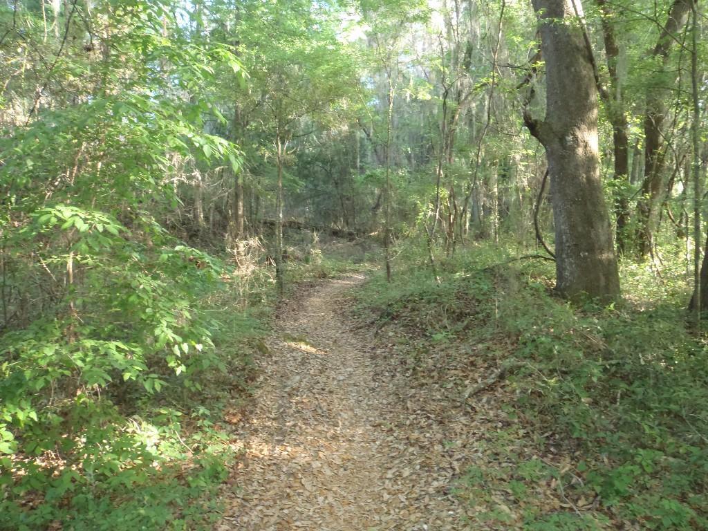 A narrow dirt path meanders through a lush green forest, surrounded by dense foliage and tall trees. The ground is covered with fallen leaves, hinting at the changing seasons. Sunlight filters through the canopy, creating dappled light effects along the trail. Santos mountain bike trail.