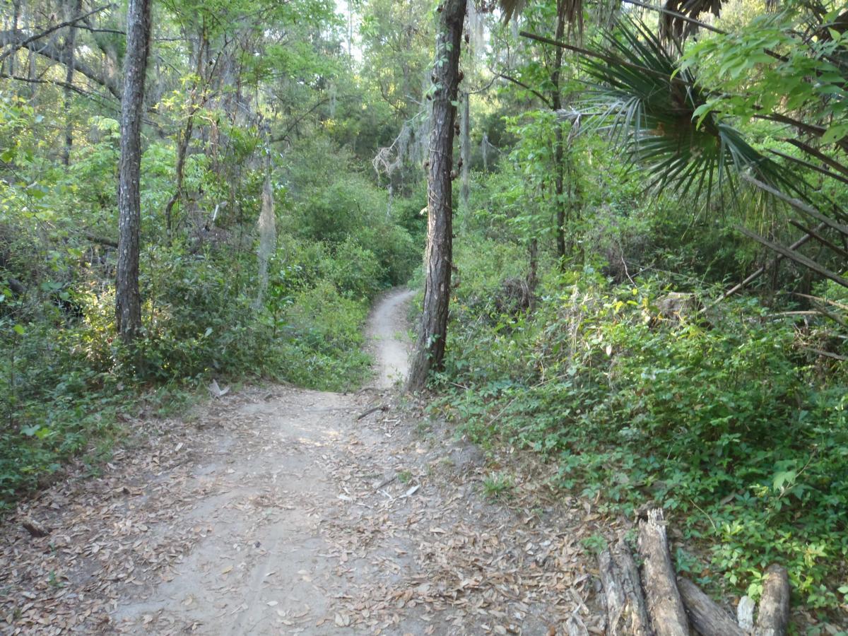 A winding dirt path through a lush green forest, lined with trees and undergrowth, with scattered leaves on the ground. The trail curves gently, inviting exploration into the serene natural surroundings. Twister mountain bike trail.