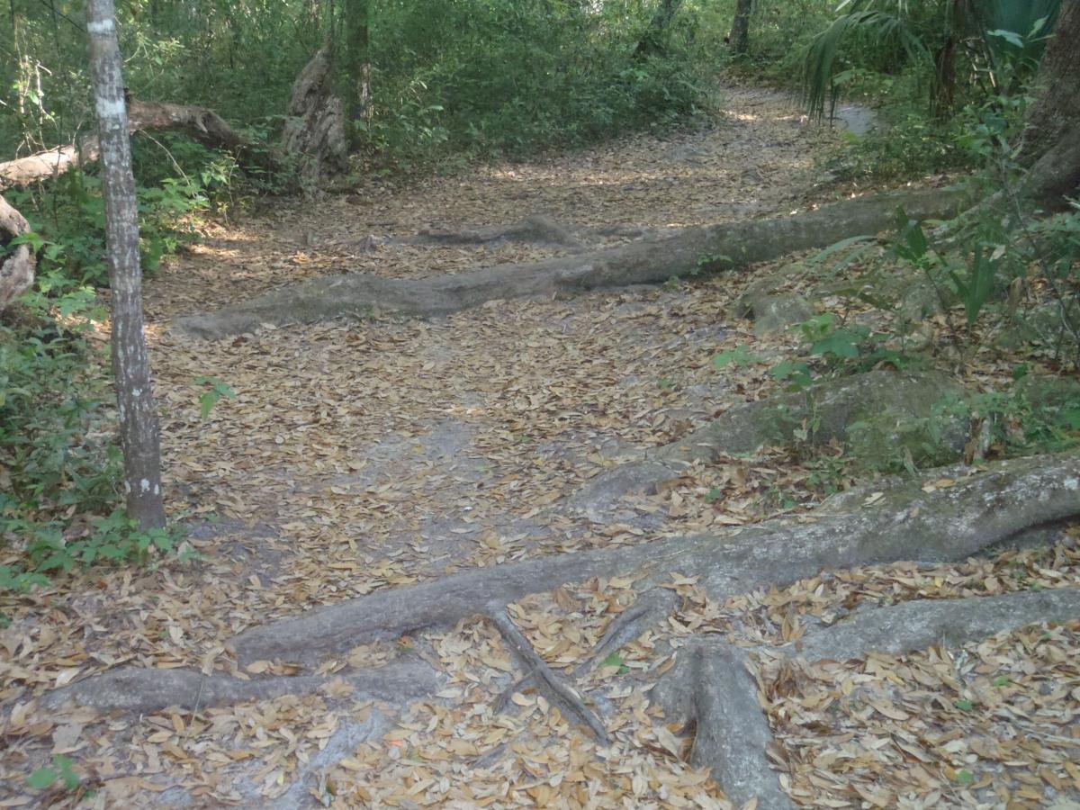 A dirt path winding through a lush forest, covered with fallen leaves and surrounded by trees. Exposed tree roots create a natural barrier along the trail, enhancing the rustic, tranquil atmosphere of the wooded area. Twister mountain bike trail.