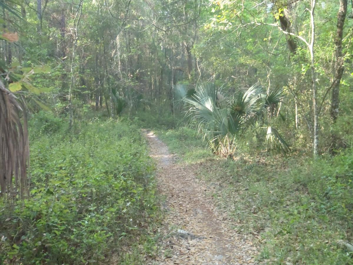 A winding dirt path through a lush green forest, surrounded by dense foliage and tall trees. The trail is lined with small plants and leaves, leading deeper into the woods with patches of sunlight filtering through the tree canopy. Twister mountain bike trail.