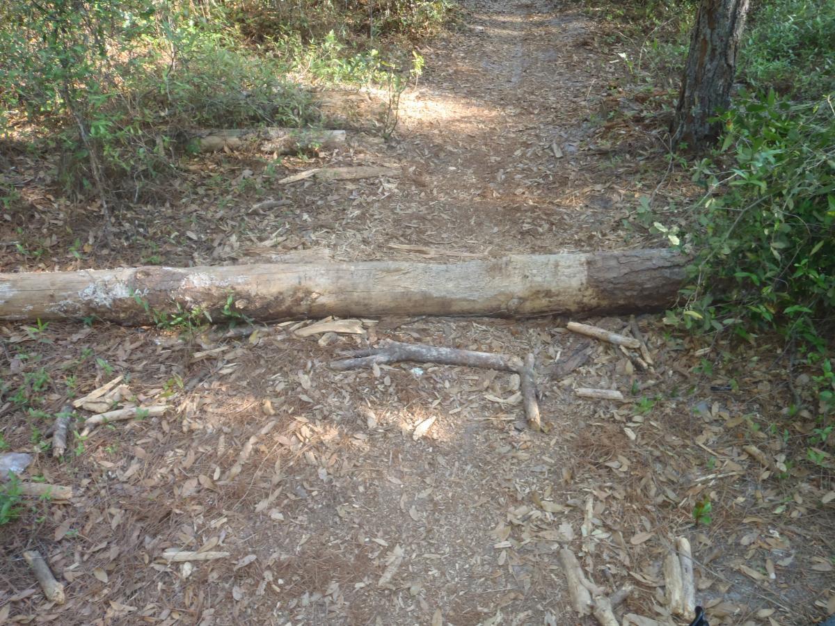 A fallen log obstructs a dirt path in a wooded area, surrounded by scattered leaves and small twigs. Vegetation is visible along the sides of the pathway. Twister mountain bike trail.
