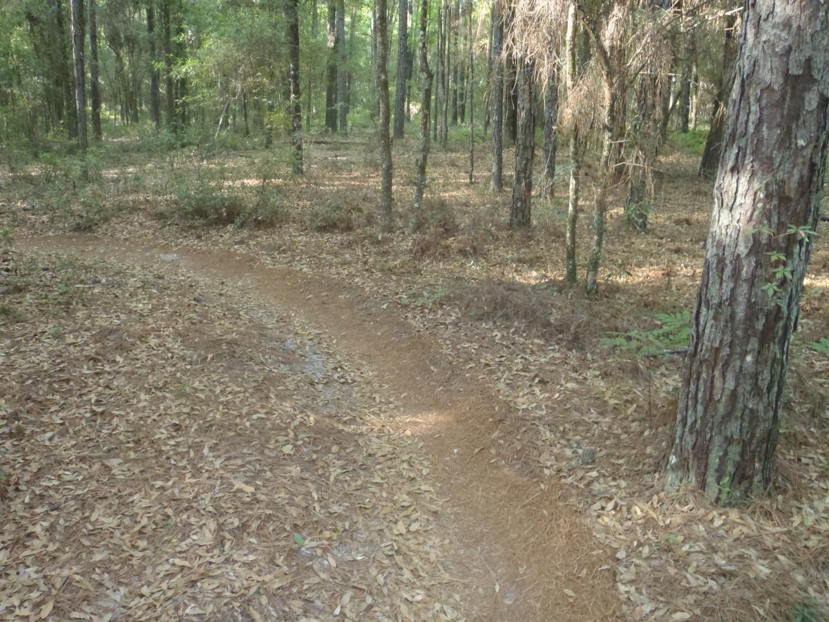 A winding dirt path through a forested area, surrounded by tall trees and scattered pine needles on the ground. The scene is shaded with greenery, indicating a natural, serene environment. Twister mountain bike trail.
