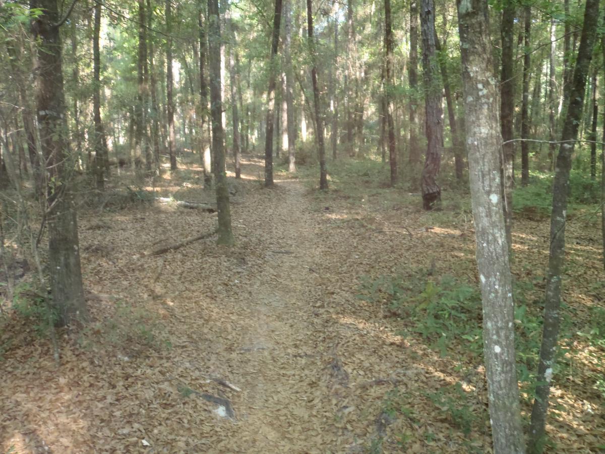 A serene forest path winding through tall trees, with a carpet of fallen leaves covering the ground. Sunlight filters through the foliage, casting gentle shadows on the earthy trail. Twister mountain bike trail.
