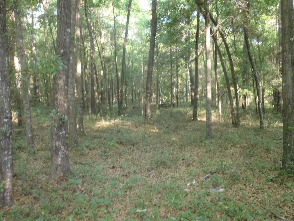 A tranquil forest scene featuring tall trees, dappled sunlight filtering through the leaves, and a carpet of fallen leaves and greenery covering the ground. Santos mountain bike trail.