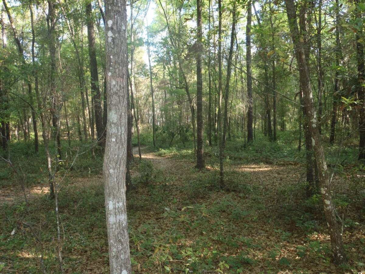A tranquil forest scene featuring tall trees, dappled sunlight filtering through the leaves, and a clear path winding through the underbrush. The ground is covered with fallen leaves and lush greenery, creating a serene and natural environment. Twister mountain bike trail.