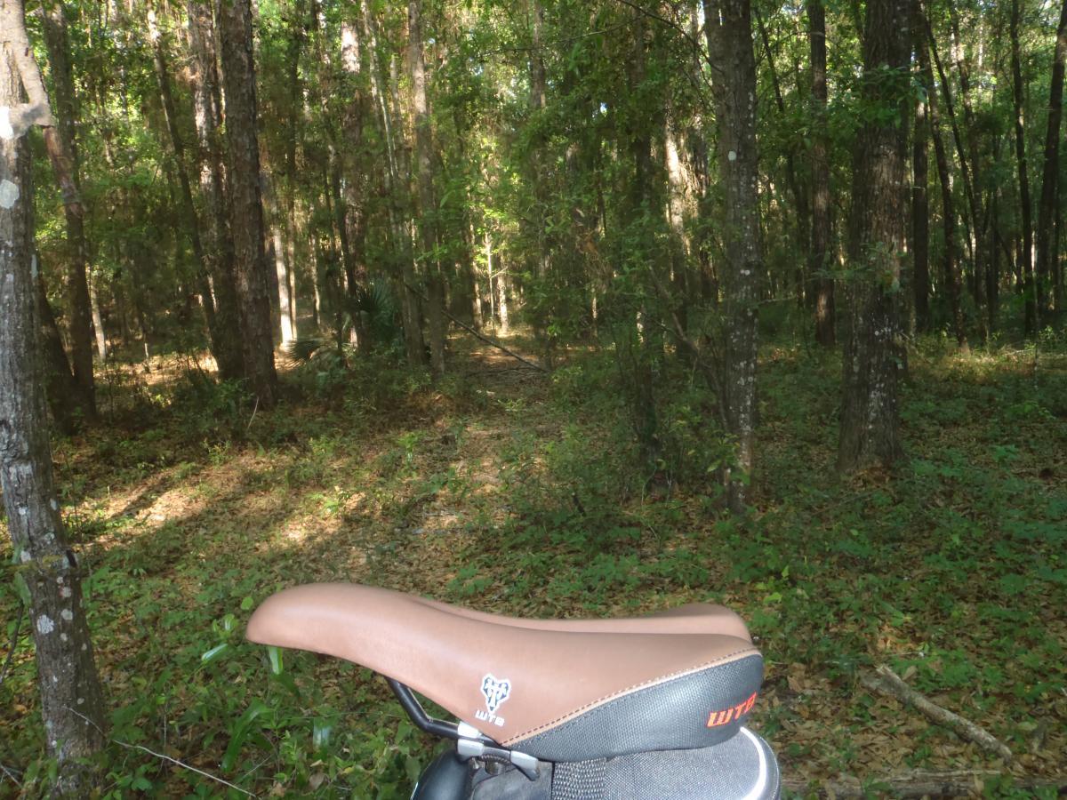 A close-up view of a bike saddle in a dense forest setting, with sunlight filtering through the trees. The background features tall trees with green foliage and a carpet of leaves and underbrush on the forest floor, creating a tranquil outdoor atmosphere. Twister mountain bike trail.