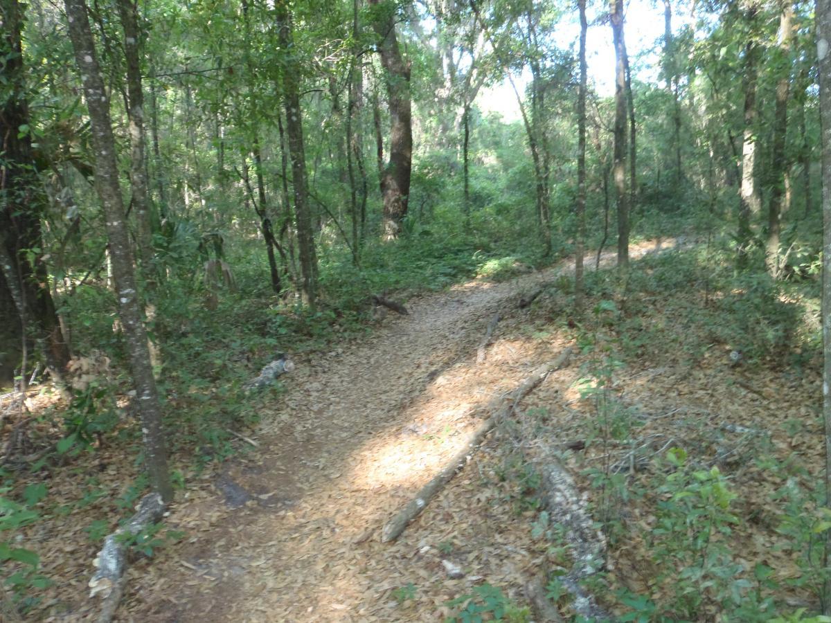 A winding dirt path through a lush, green forest, surrounded by tall trees and scattered fallen leaves. The sunlight filters through the foliage, creating a serene and tranquil atmosphere in nature. Dog Bone mountain bike trail.
