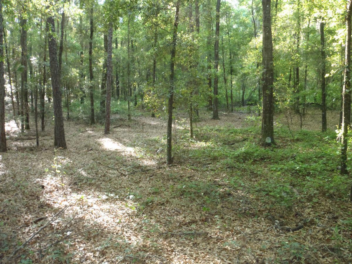 A serene forest scene featuring tall trees with green foliage. Sunlight filters through the canopy, casting gentle light on the forest floor covered in leaves and shrubs. The atmosphere is calm and natural, with a sense of peaceful wilderness. Dog Bone mountain bike trail.