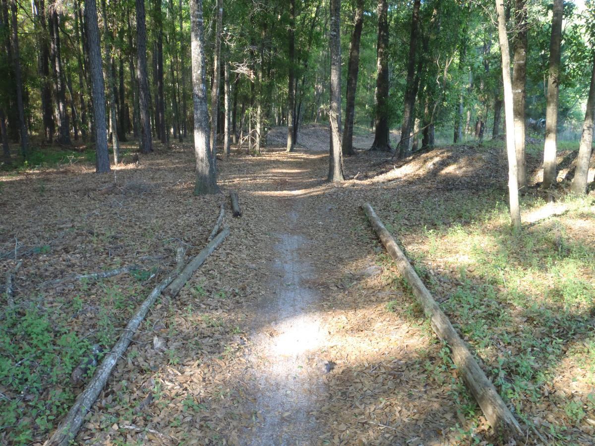 A peaceful woodland path lined with trees, surrounded by fallen leaves and small plants. Sunlight filters through the foliage, illuminating the trail that leads deeper into the forest. Dog Bone mountain bike trail.