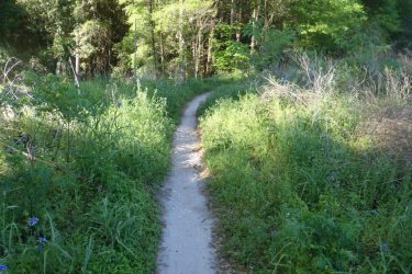 A narrow dirt path winding through lush greenery and tall grass, surrounded by trees. The scene is bright and inviting, suggesting a tranquil nature trail. Dog Bone mountain bike trail.