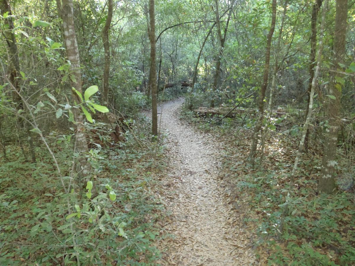 A winding dirt path surrounded by dense green foliage and trees in a forest setting. Dappled sunlight filters through the leaves, illuminating the trail and scattered fallen leaves on the ground. Dog Bone mountain bike trail.
