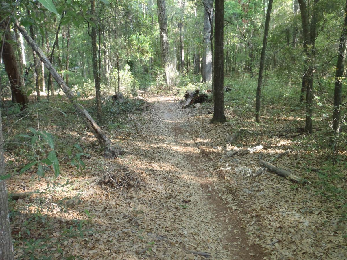 A narrow dirt path winding through a lush forest, surrounded by tall trees and scattered fallen leaves on the ground. Sunlight filters through the foliage, illuminating parts of the trail and creating a serene, natural atmosphere. Dog Bone mountain bike trail.