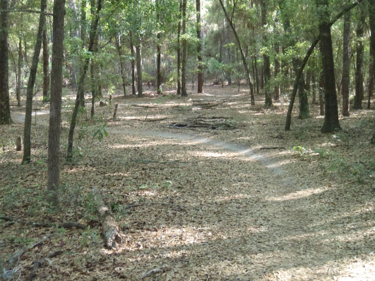 A serene forest path covered with fallen leaves, surrounded by tall trees with green foliage. The trail winds through the woods, creating a natural and peaceful environment. Dog Bone mountain bike trail.