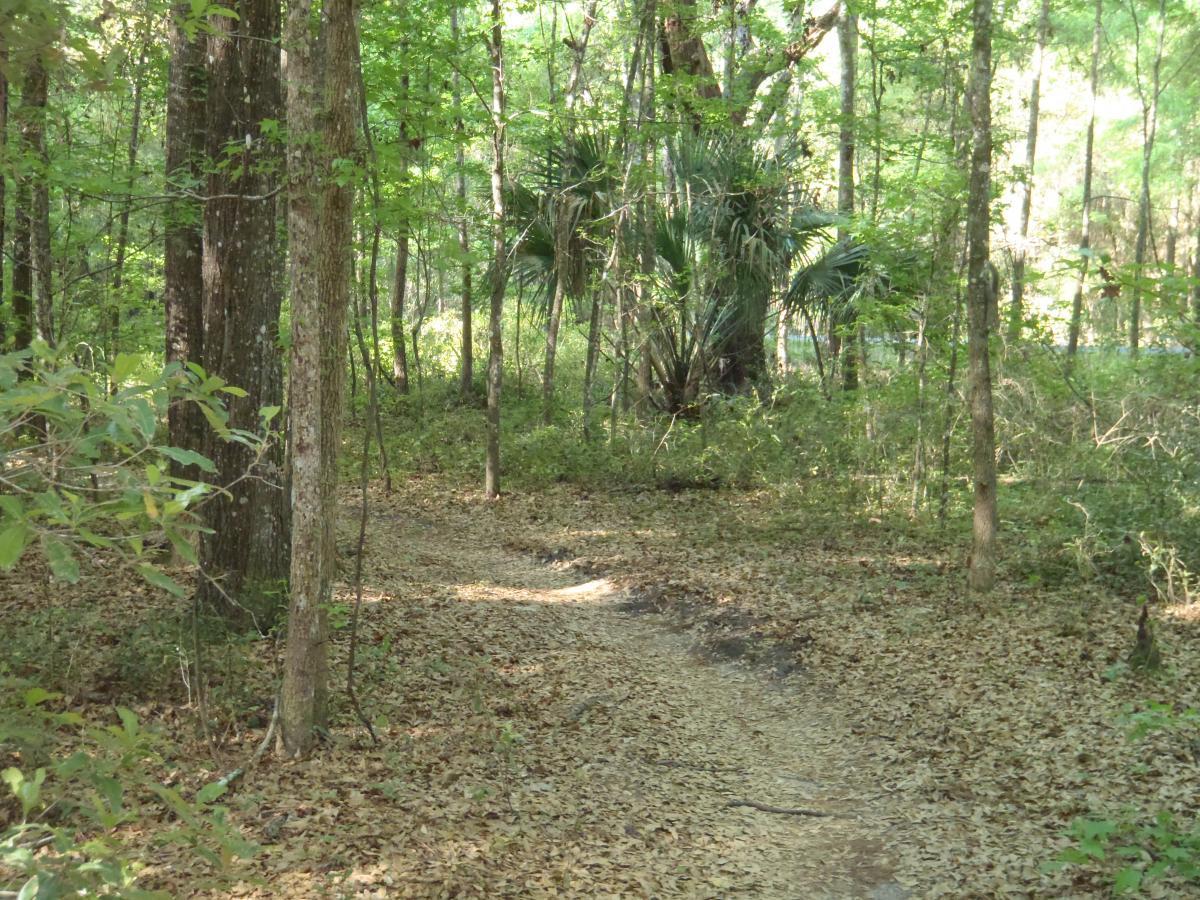A narrow dirt path winds through a dense forest, surrounded by tall trees and lush greenery. The ground is covered with a layer of fallen leaves, and a cluster of palm-like plants is visible in the background. Sunlight filters through the leaves, creating a serene and natural atmosphere. Dog Bone mountain bike trail.