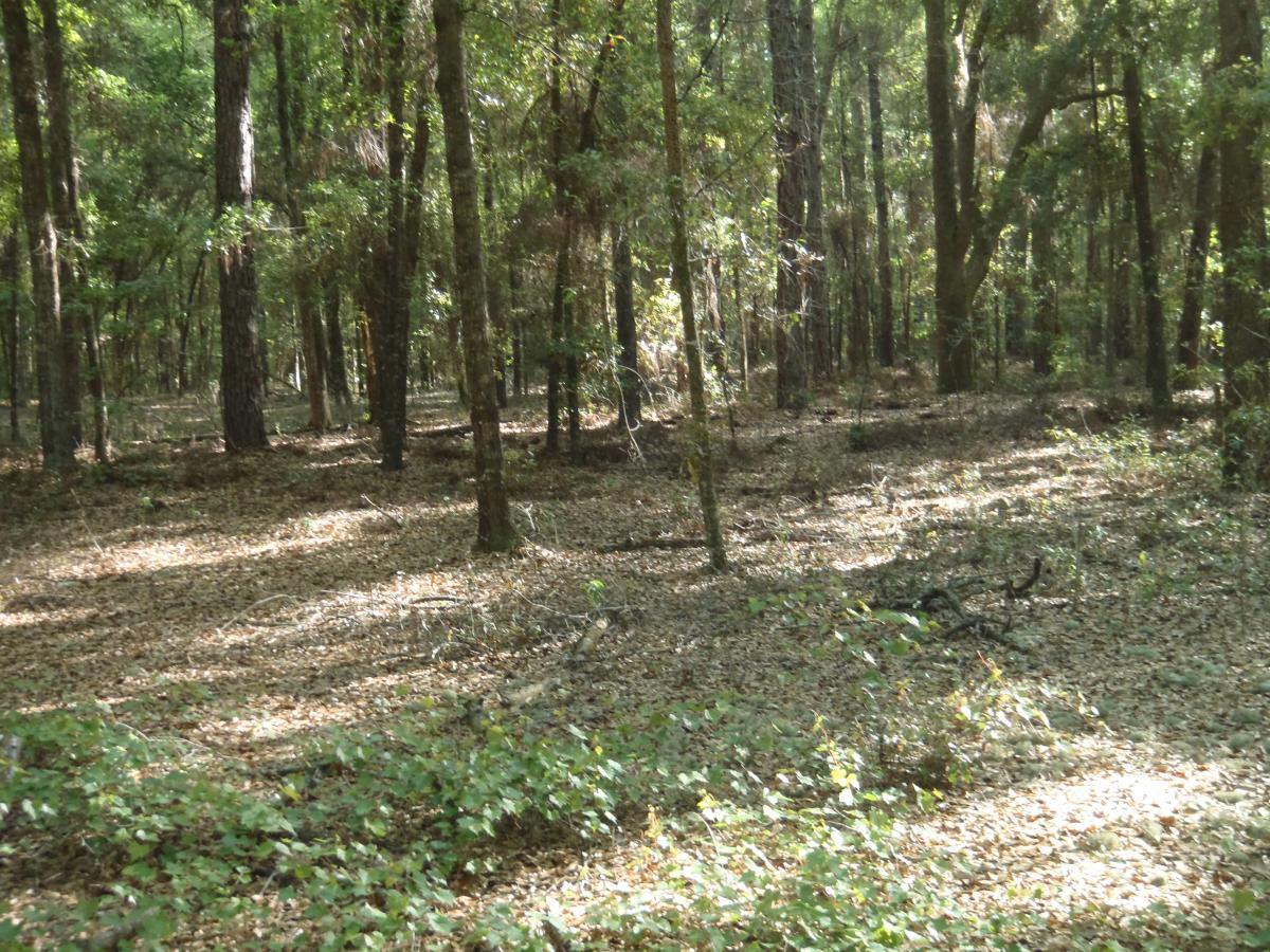 A serene woodland scene featuring tall trees surrounded by a carpet of fallen leaves and scattered underbrush. Sunlight filters through the tree canopy, creating dappled lighting on the forest floor, adding to the tranquil atmosphere. Dog Bone mountain bike trail.
