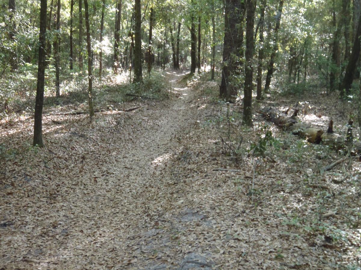 A sunlit dirt path winding through a forest, covered with fallen leaves and bordered by tall trees, creating a serene and natural environment. Dog Bone mountain bike trail.