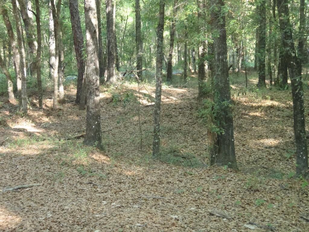 A serene forest scene featuring tall trees with green foliage, scattered sunlight filtering through the leaves, and a carpet of fallen leaves covering the ground. The space appears peaceful and natural, with a small path visible among the trees. Santos mountain bike trail.