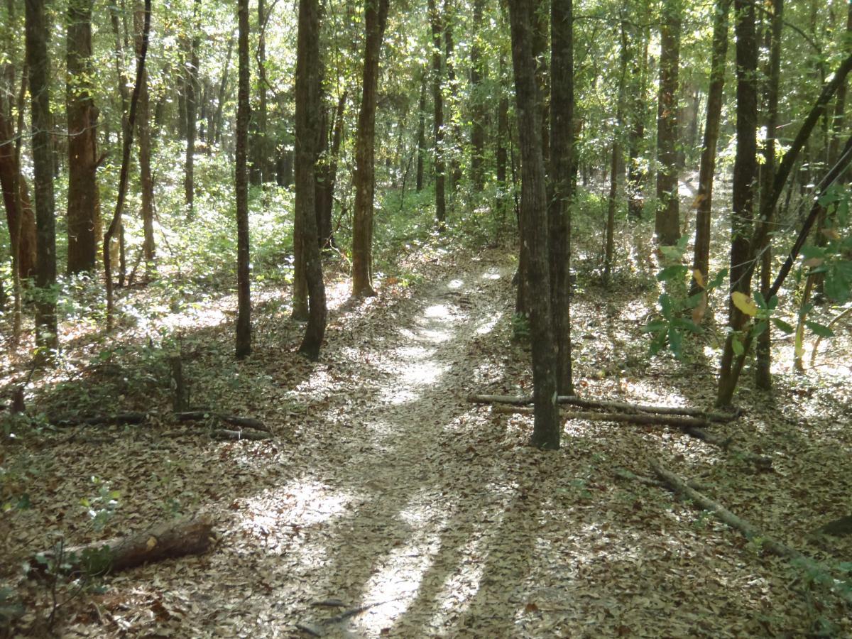 A serene forest path winding through tall trees, with dappled sunlight filtering through the leaves onto a ground covered with fallen leaves and small branches. Bunny mountain bike trail.