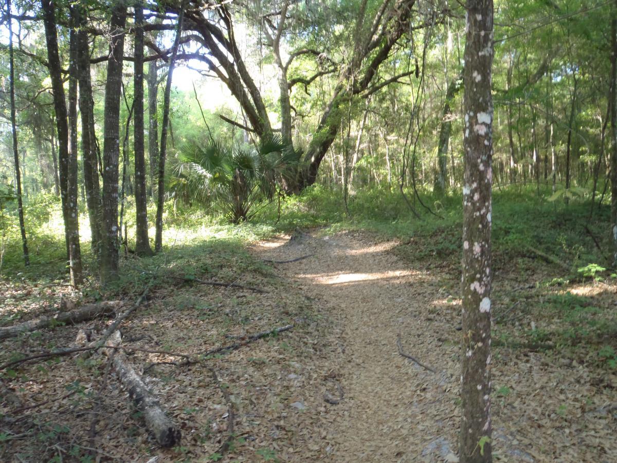 A peaceful forest path surrounded by tall trees and lush greenery, with sunlight filtering through the leaves. The trail is bordered by fallen branches and scattered leaves, leading deeper into the natural setting. Bunny mountain bike trail.