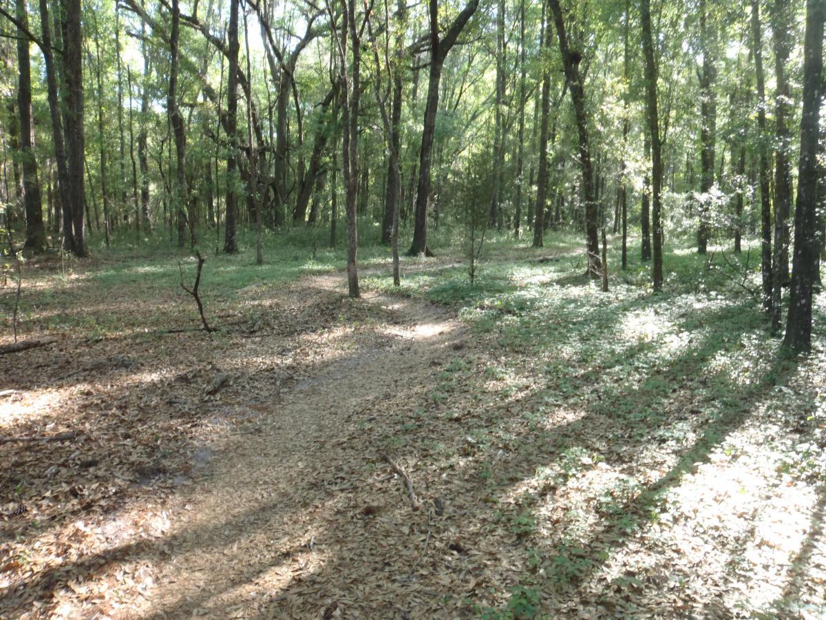 A serene forest scene featuring a winding dirt path surrounded by tall trees. Sunlight filters through the foliage, casting dappled shadows on the forest floor, which is covered in fallen leaves and patches of greenery. The atmosphere is calm and tranquil, inviting exploration. Bunny mountain bike trail.