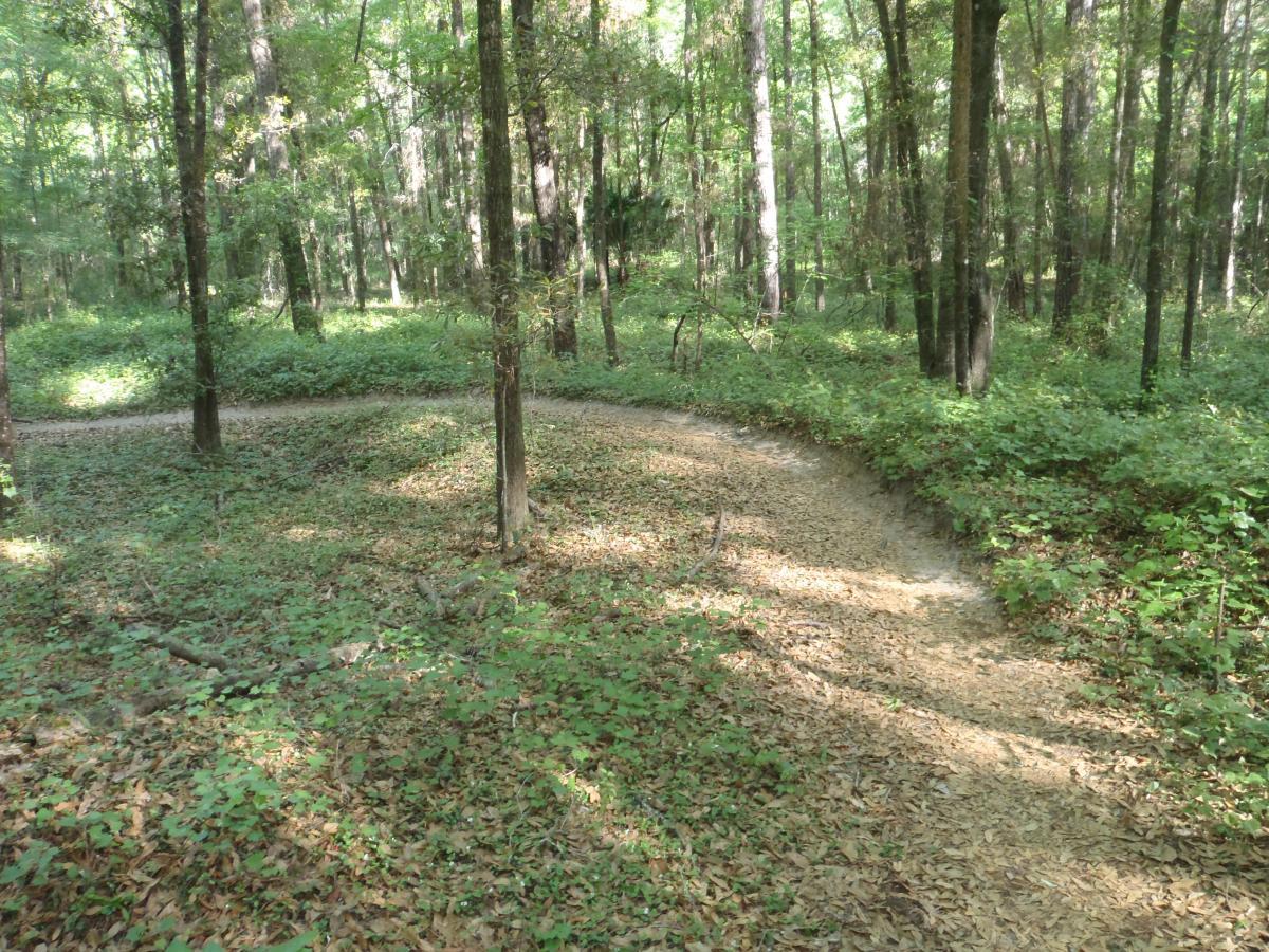 A winding dirt path curves through a dense forest, surrounded by tall trees and lush green undergrowth. The ground is covered with fallen leaves, creating a natural, serene atmosphere in the wooded area. Bunny mountain bike trail.