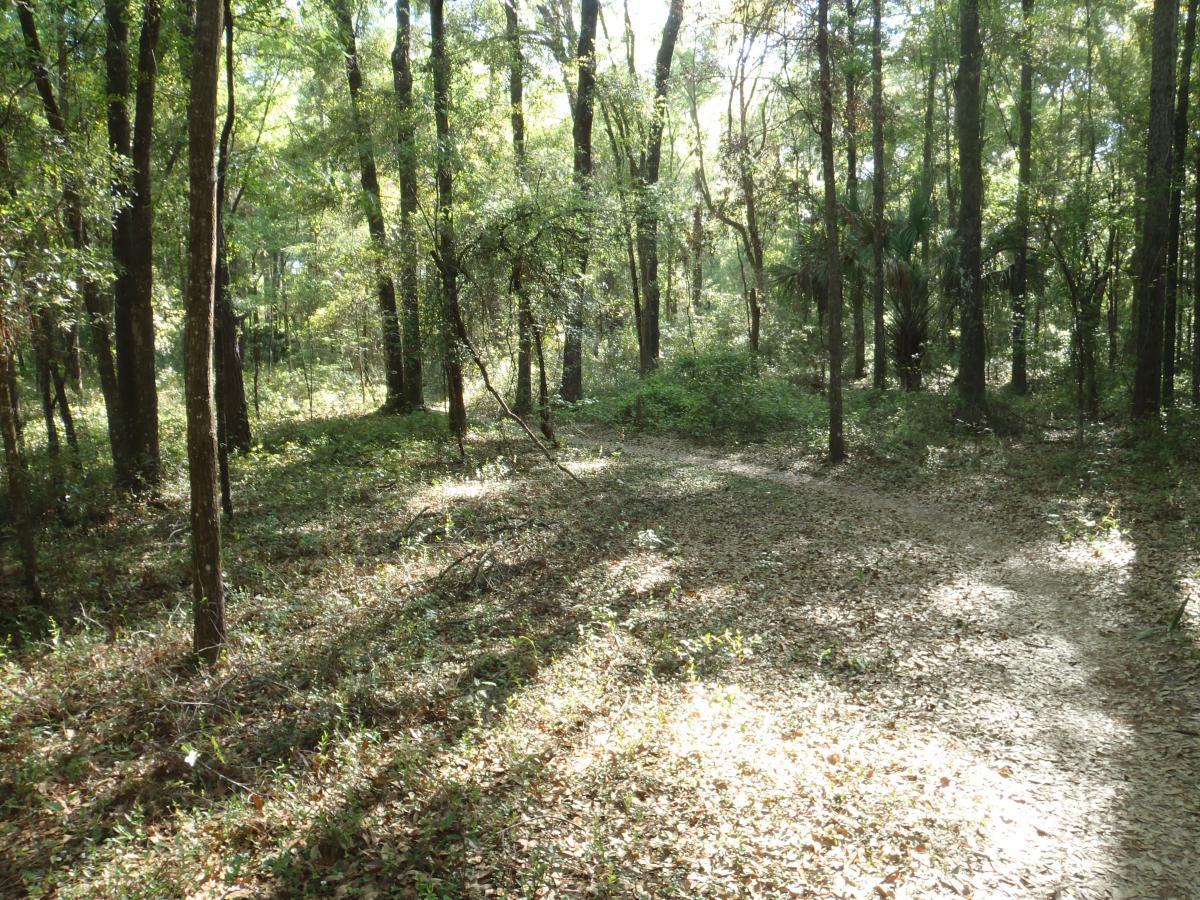 A sunlit forest scene featuring tall trees and a leaf-covered ground. A winding path can be seen, surrounded by lush greenery, with dappled sunlight filtering through the leaves, creating a serene and tranquil atmosphere. Bunny mountain bike trail.