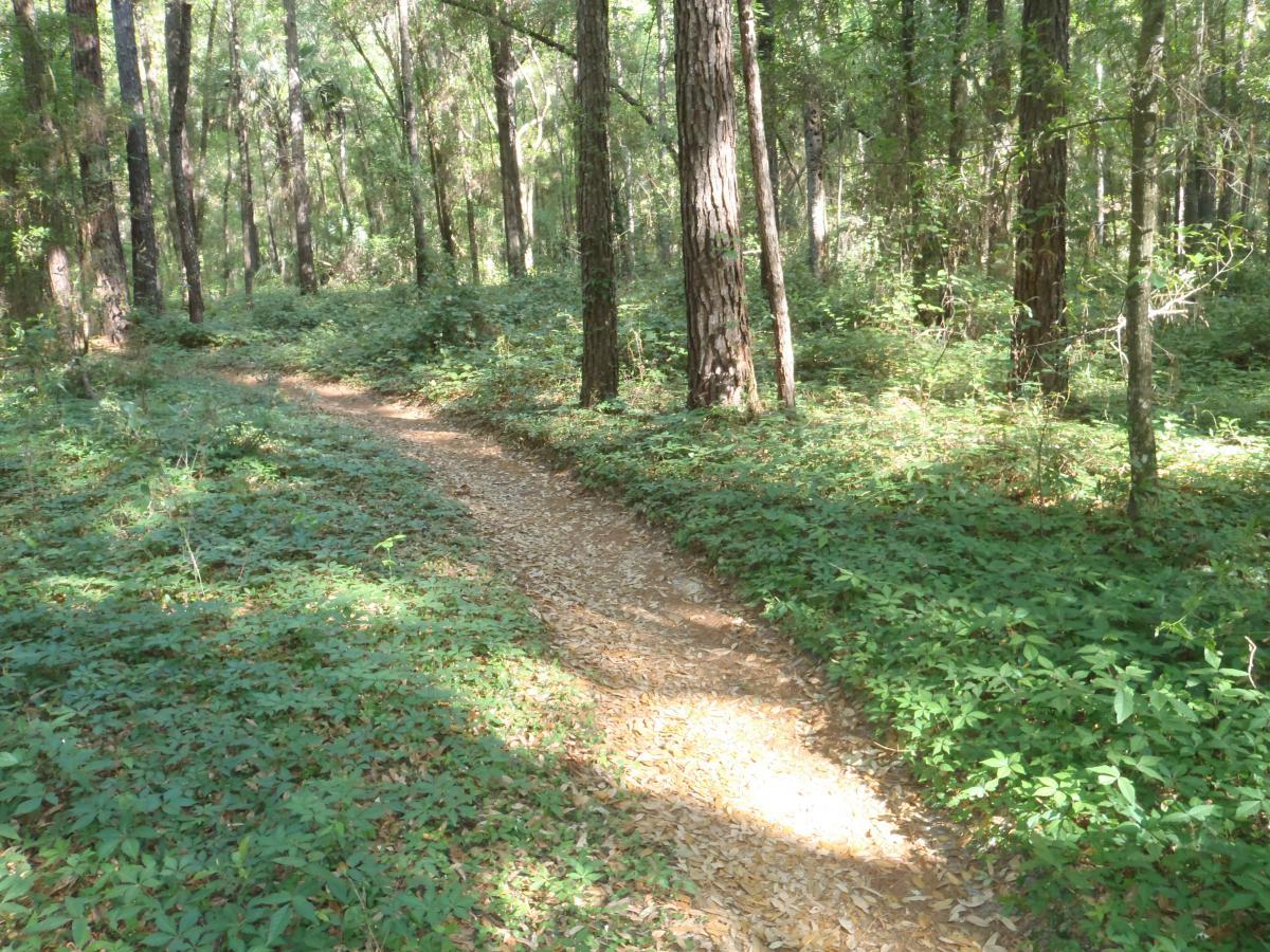 A winding dirt path through a lush green forest, surrounded by tall trees and dense foliage, with sunlight filtering through the leaves. Bunny mountain bike trail.