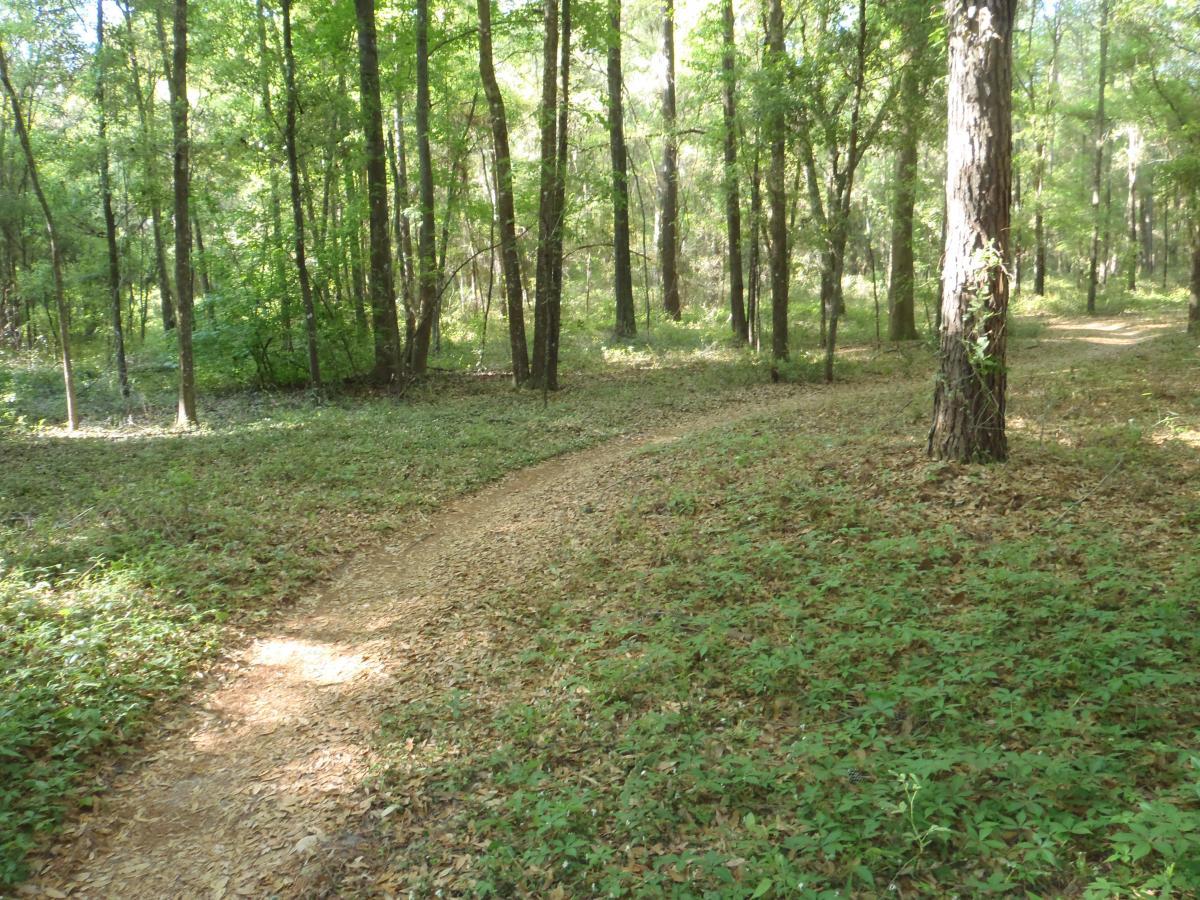 A winding dirt path through a dense forest, surrounded by tall trees and lush green undergrowth. Sunlight filters through the leaves, casting a dappled light onto the trail. There are fallen leaves scattered along the ground, creating a natural, serene atmosphere. Bunny mountain bike trail.