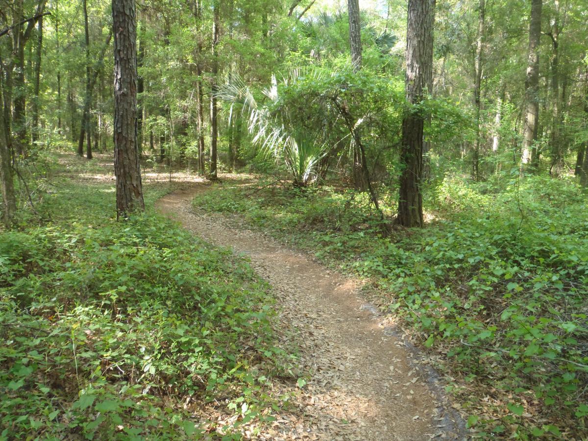 A winding dirt path through a lush green forest, surrounded by tall trees and dense foliage. The trail curves gently, inviting exploration into the serene natural environment. Sunlight filters through the leaves, creating a tranquil atmosphere. Bunny mountain bike trail.
