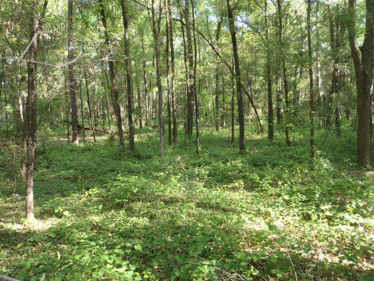 A dense forest scene featuring tall trees and a floor covered with vibrant green foliage. Sunlight filters through the leaves, casting dappled light on the ground, creating a serene and natural atmosphere. Bunny mountain bike trail.
