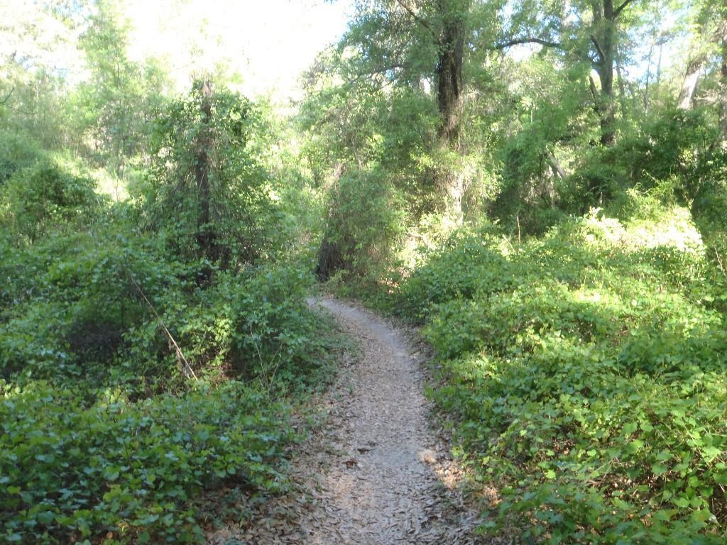 A winding dirt path meandering through a dense, lush green forest filled with various plants and trees, with sunlight filtering through the leaves. Santos mountain bike trail.