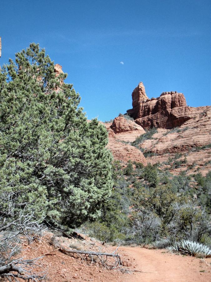 A scenic view of red rock formations against a clear blue sky, featuring towering cliffs and a partial moon. In the foreground, there is a lush green tree, with a winding dirt path leading through the surrounding landscape of shrubs and rocky terrain. Jim Thompson mountain bike trail.