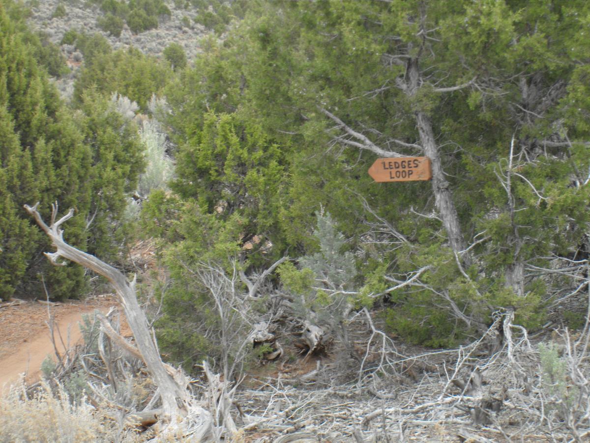 A wooden directional sign labeled "Ledges Loop" is visible among green shrubs and trees in a natural landscape, with a dirt path partially visible in the background. Phil's Middle World Loop mountain bike trail.