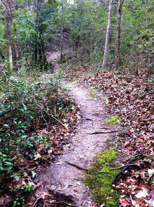 A winding dirt trail through a wooded area, surrounded by greenery and fallen leaves. The path is edged with patches of moss and tree roots, leading deeper into the lush forest. The Beast mountain bike trail.
