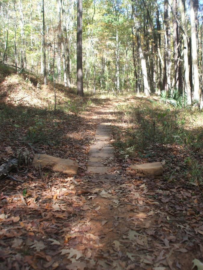 A narrow dirt path leads through a tranquil forest, flanked by tall trees with green and golden leaves. The ground is covered with fallen leaves, and two wooden logs mark the beginning of the path, inviting exploration into the serene natural surroundings. Sunlight filters through the trees, creating a peaceful atmosphere. Big Rock Loop mountain bike trail.
