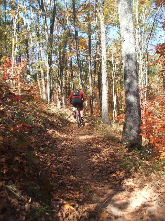 A person riding a mountain bike on a narrow path through a forest with vibrant autumn foliage and fallen leaves on the ground. The scene captures a sunny day with trees showcasing shades of orange, yellow, and green. Big Rock Loop mountain bike trail.