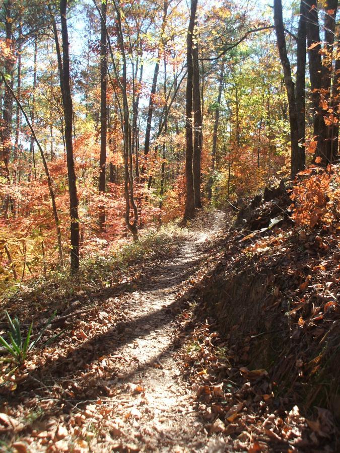 A winding dirt path through a forest adorned with vibrant autumn foliage, featuring tall trees with leaves in shades of orange, yellow, and red. Sunlight filters through the branches, casting gentle shadows on the trail, which is surrounded by fallen leaves and greenery. Big Rock Loop mountain bike trail.