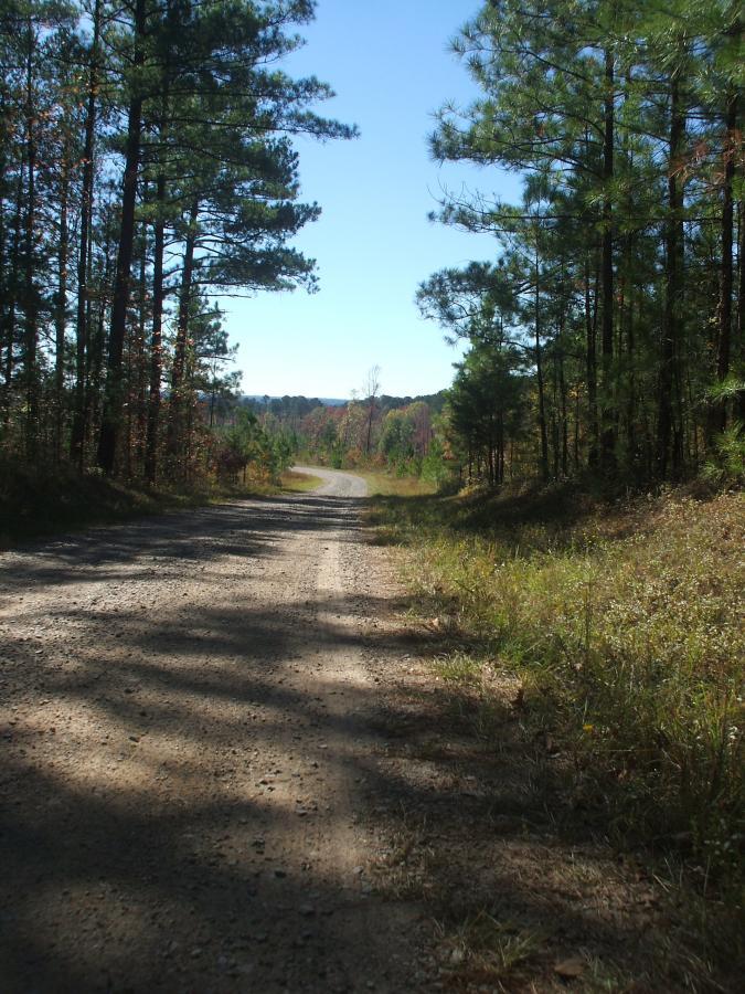 A winding dirt road surrounded by tall pine trees, leading into a forested area under a clear blue sky. Shadows from the trees create patterns on the ground. Big Rock Loop mountain bike trail.