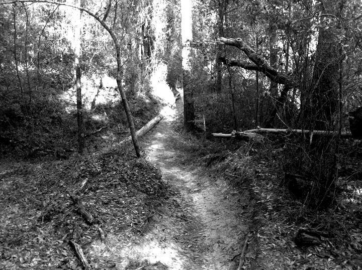 A narrow, winding dirt path through a dense forest, surrounded by trees and underbrush. The scene is depicted in black and white, creating a serene and moody atmosphere. Sunlight filters through the trees, illuminating parts of the trail ahead. UWF Mountain Bike Trails mountain bike trail.