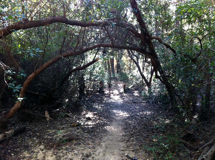 A narrow dirt path winding through a dense forest, framed by overhanging branches and greenery. Sunlight filters through the trees, illuminating the trail that leads deeper into the woods. UWF Mountain Bike Trails mountain bike trail.