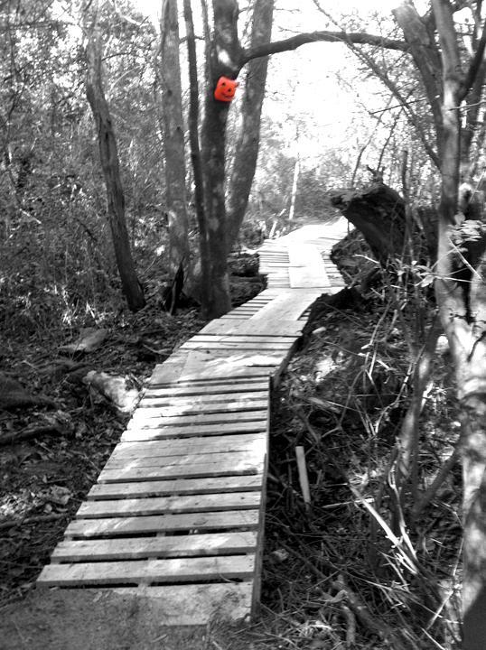 A narrow wooden boardwalk winding through a forested area, surrounded by trees and brush, with a small orange decoration hanging from a branch. The image is mostly in black and white, emphasizing the path while the decoration stands out in color. UWF Mountain Bike Trails mountain bike trail.