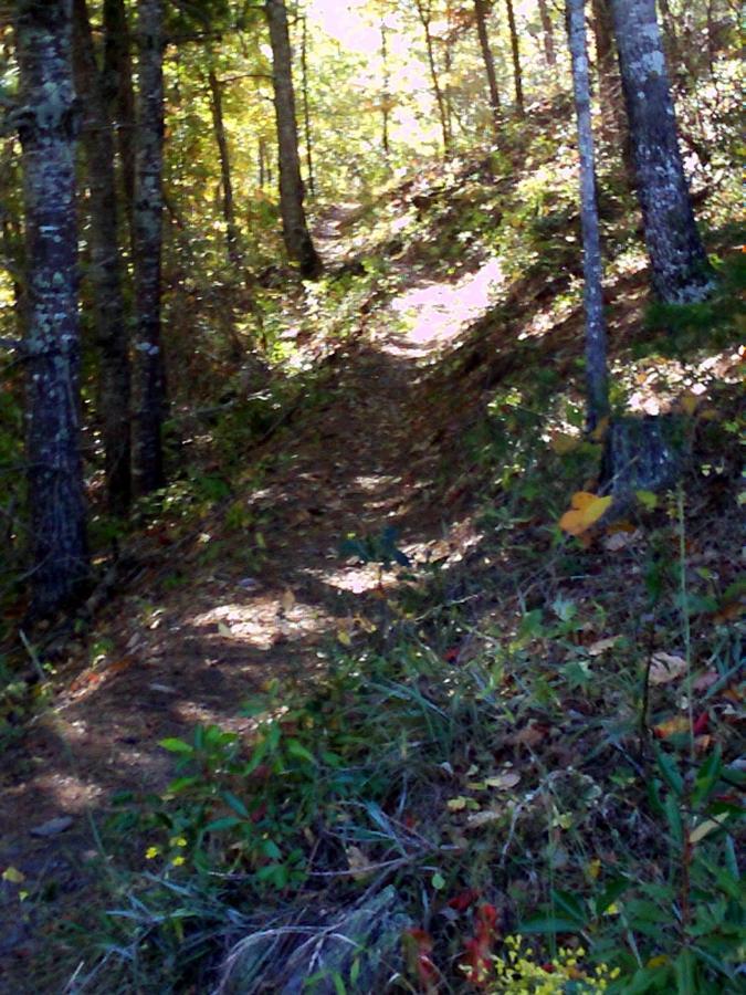 A narrow trail winding through a dense forest, surrounded by tall trees and vibrant foliage, with dappled sunlight filtering through the leaves. The ground is covered in a mix of dirt and fallen leaves, indicating the change of seasons. Tsali Recreation Area mountain bike trail.