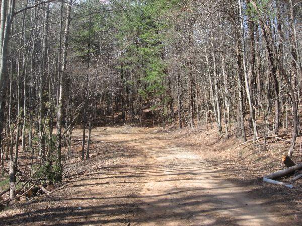 A dirt path winding through a forest with sparse trees, some leafy evergreens, and fallen leaves scattered on the ground, creating a tranquil outdoor scene. Black Branch mountain bike trail.