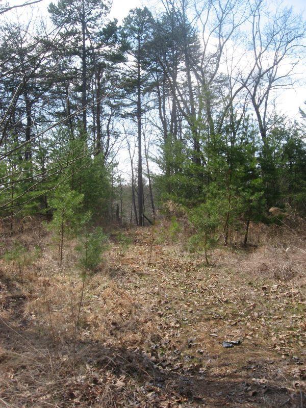 A dirt path winding through a wooded area, surrounded by various trees, including tall pines and smaller evergreens. The ground is covered in dried leaves and sparse grass, with a clear blue sky visible above. Blackburn State Park mountain bike trail.