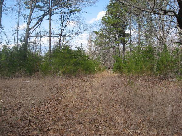 A path through a forested area, surrounded by sparse vegetation and scattered trees under a partly cloudy sky. The ground is covered with dry leaves and grass, leading into a denser thicket of green foliage. Blackburn State Park mountain bike trail.